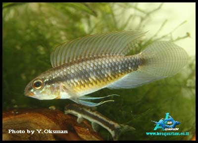 Apistogramma iniridae